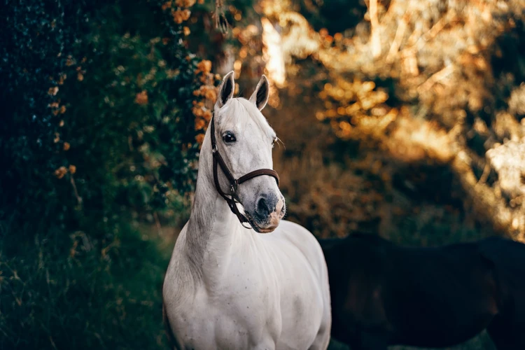 Exploring Possible Dream Scenarios Related To Freeing Horses