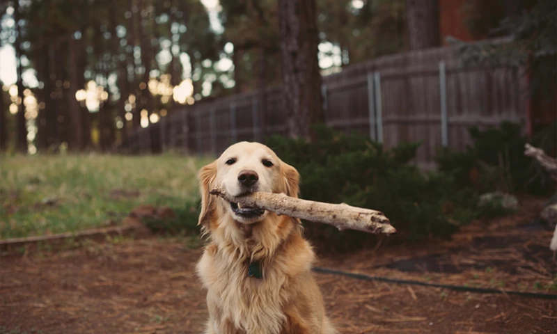 Hva Betyr Det Å Drømme Om En Hvit Hund?